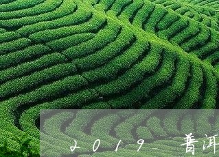 2019 普洱茶/2023031757151